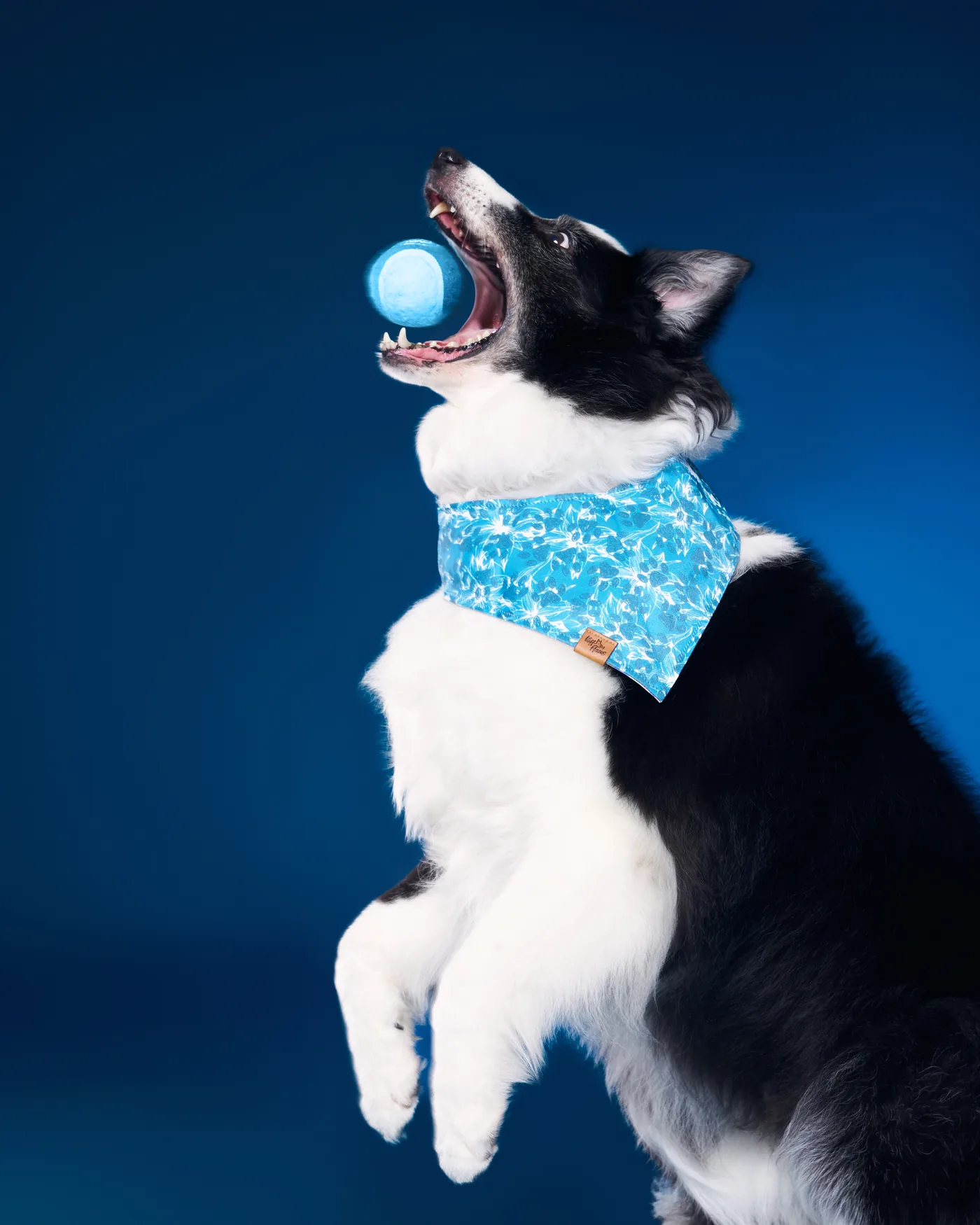 Breeze catching a blue ball in mid-air, all four paws off the ground