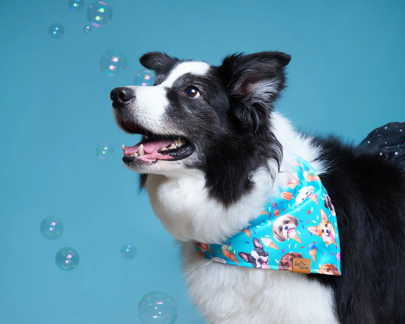 Breeze snapping at soap bubbles in a turquoise bandana