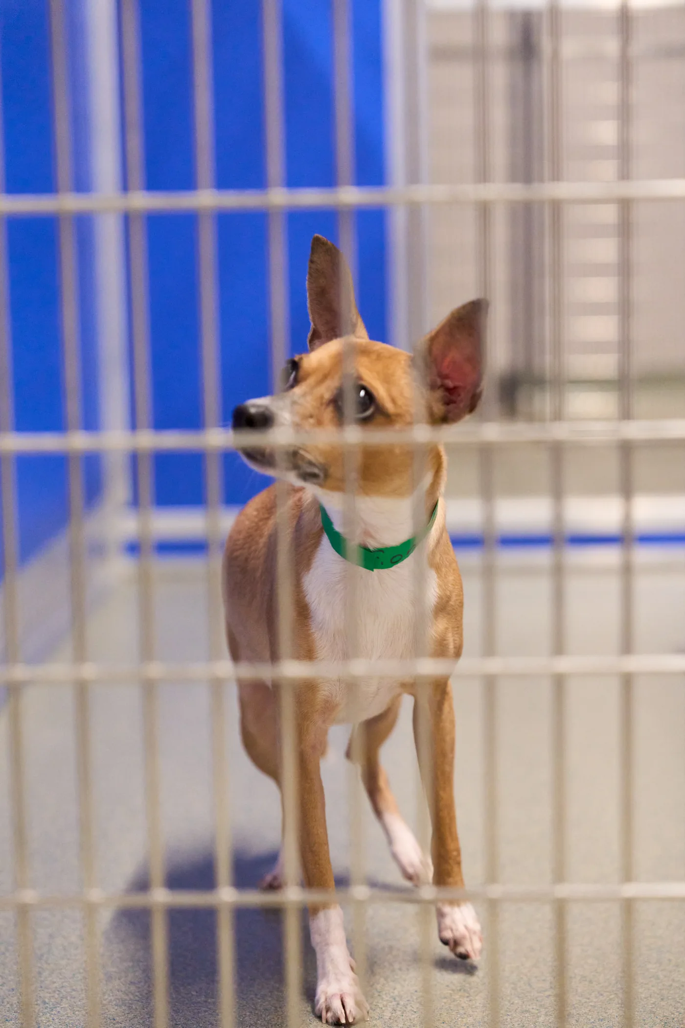 A dog waiting in a kennel at Pet Alliance of Greater Orlando