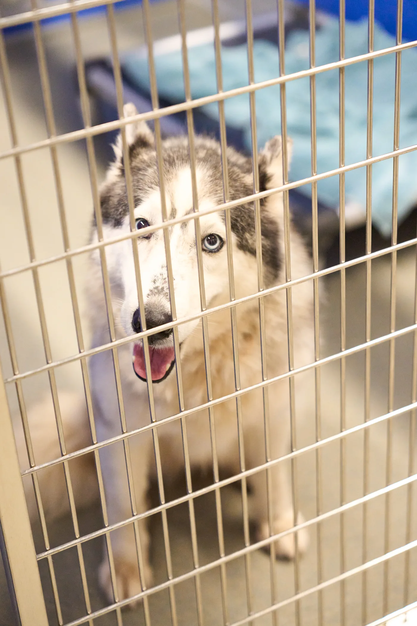 Another of the dogs at Pet Alliance of Greater Orlando