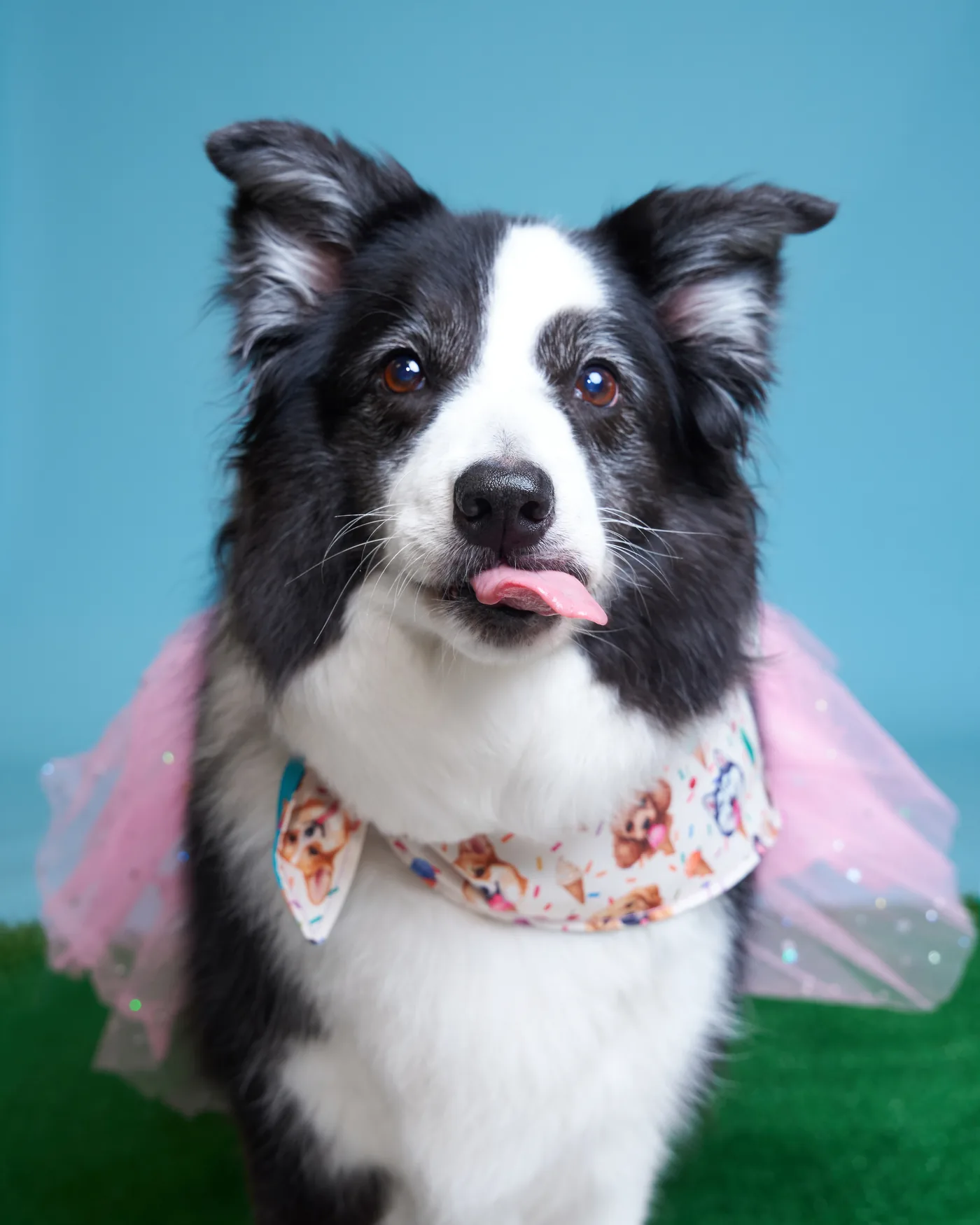 Breeze wearing a pink tulle tutu, tongue out