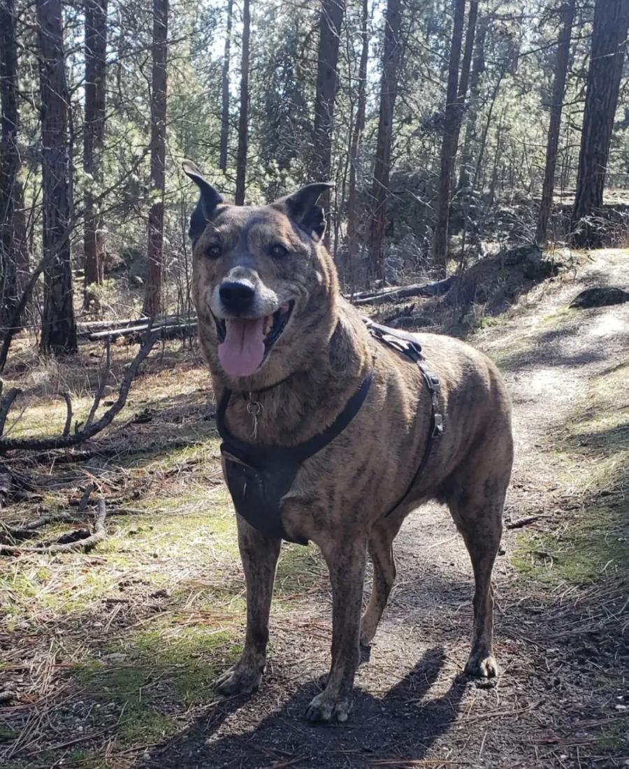 Kali