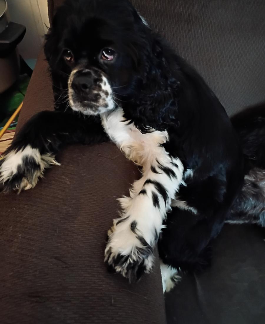 Sophie