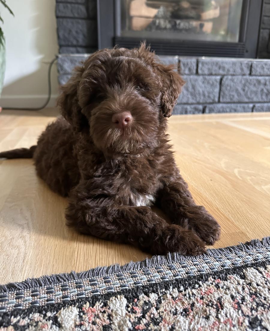Mabel