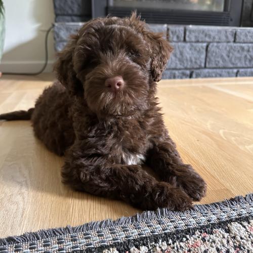 Mabel
