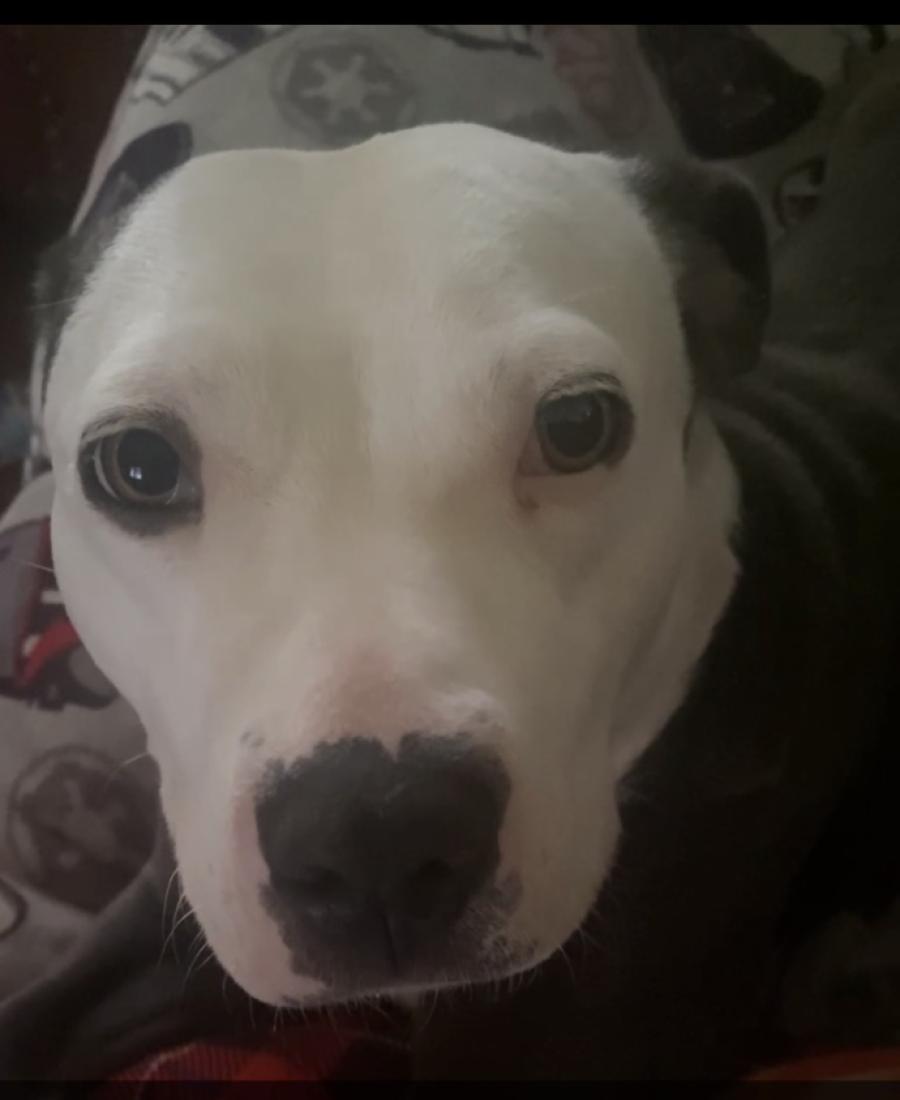 Nala