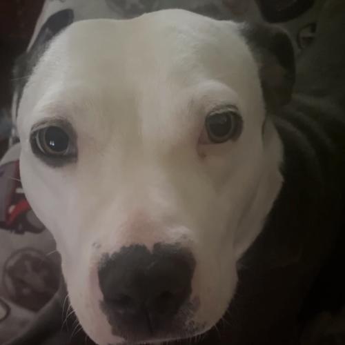 Nala