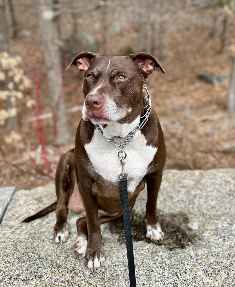Meeka