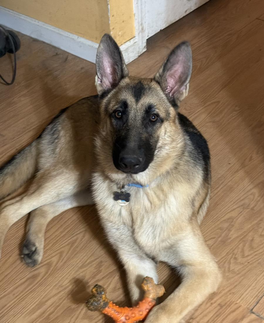 Zeus