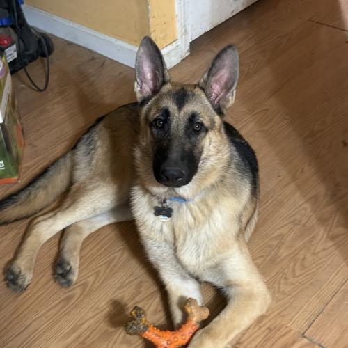 Zeus