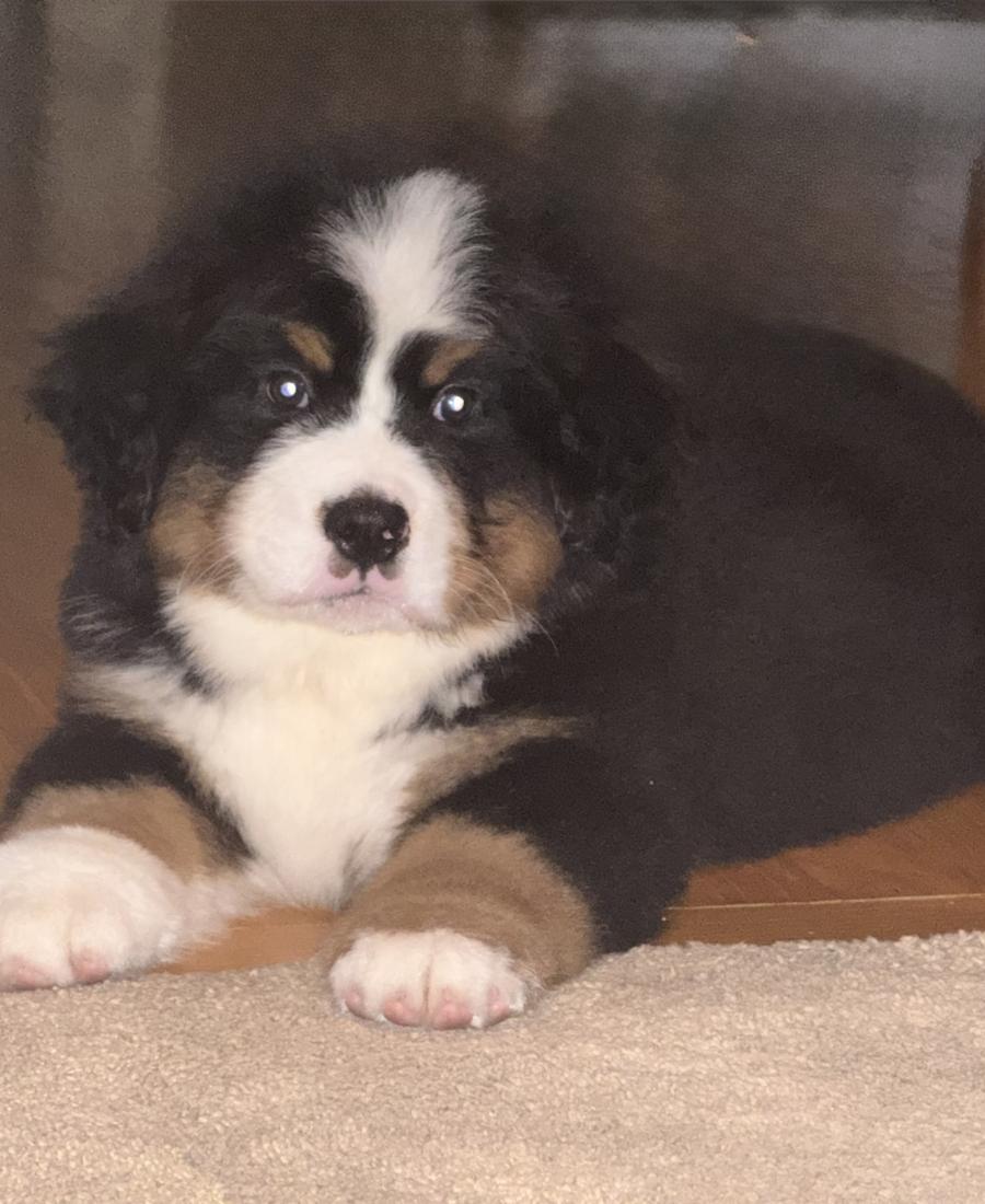 Maverick