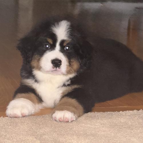 Maverick