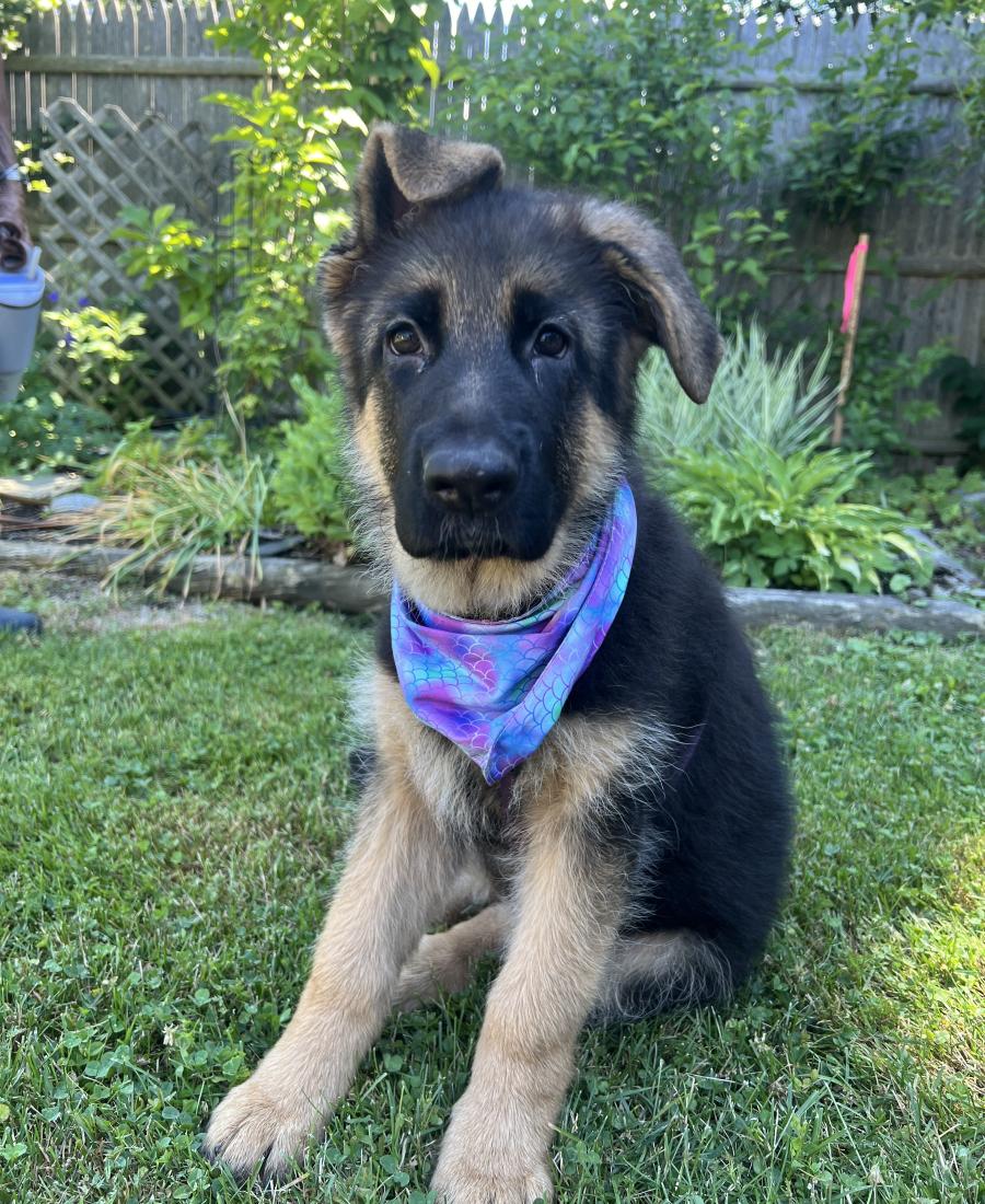 Remy
