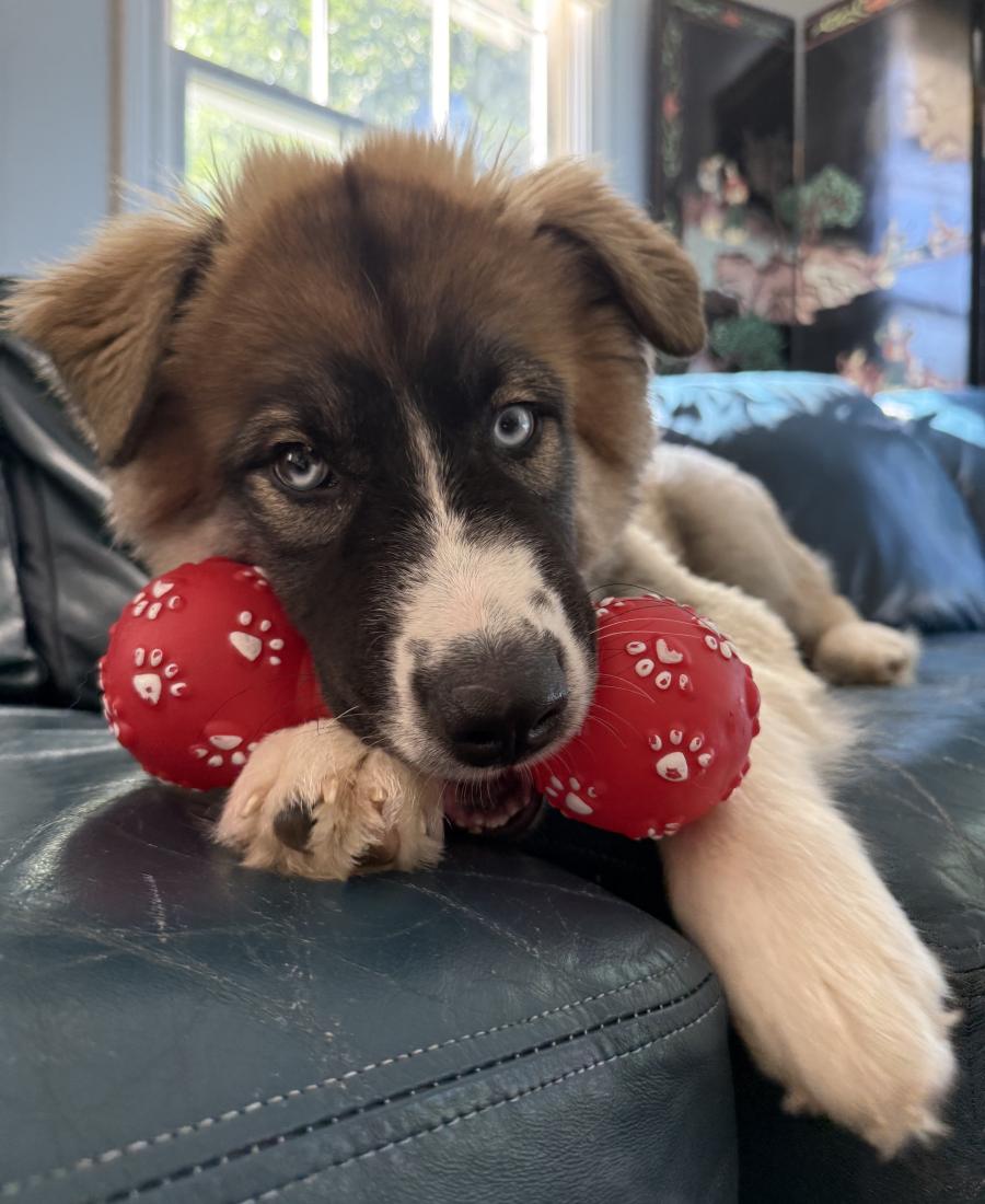 Bo