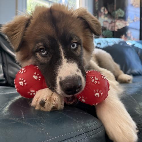 Bo