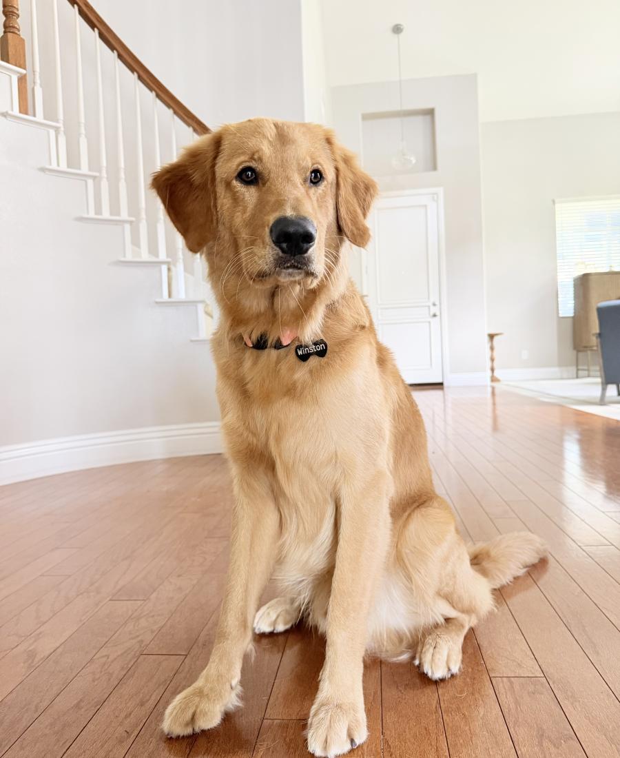 Winston