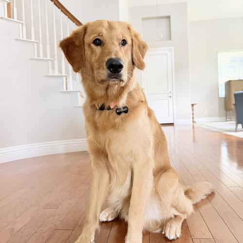 Winston