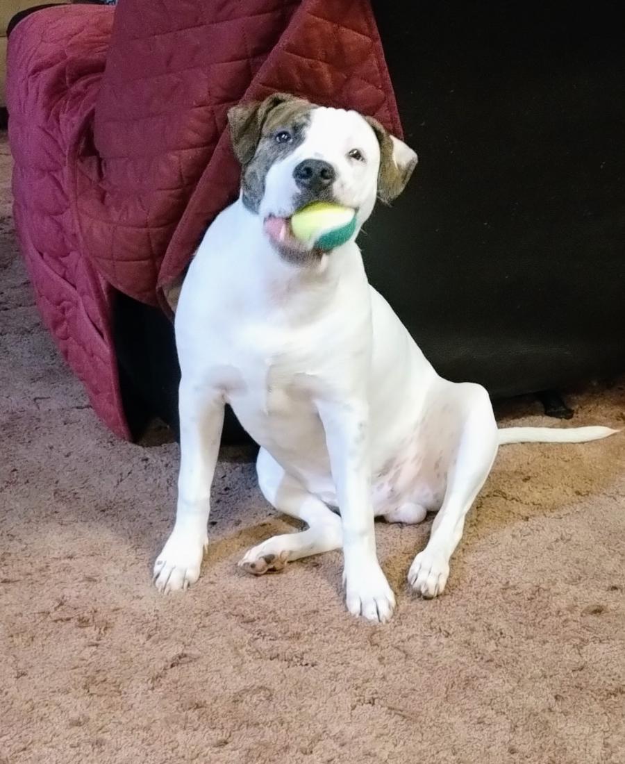 Tonka