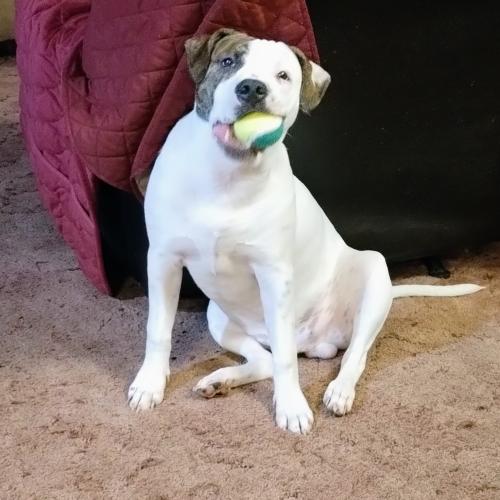 Tonka