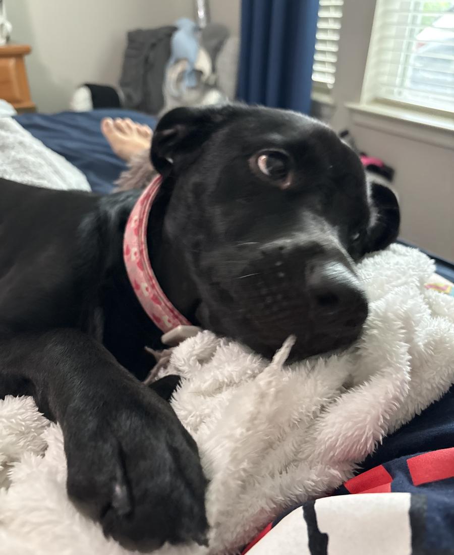 Leia