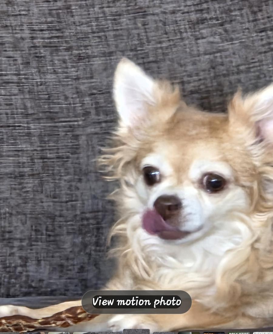 Piper