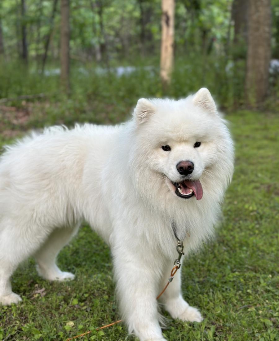 Finn