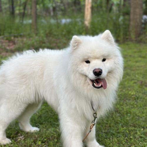 Finn