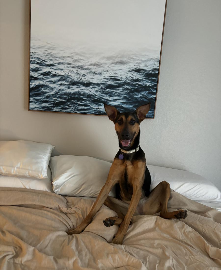Bambi