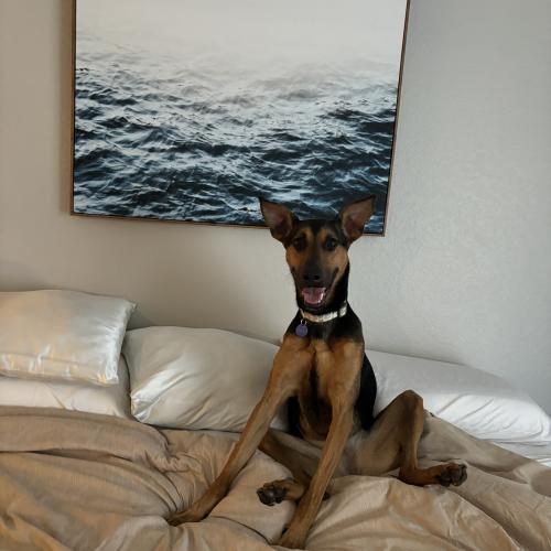 Bambi
