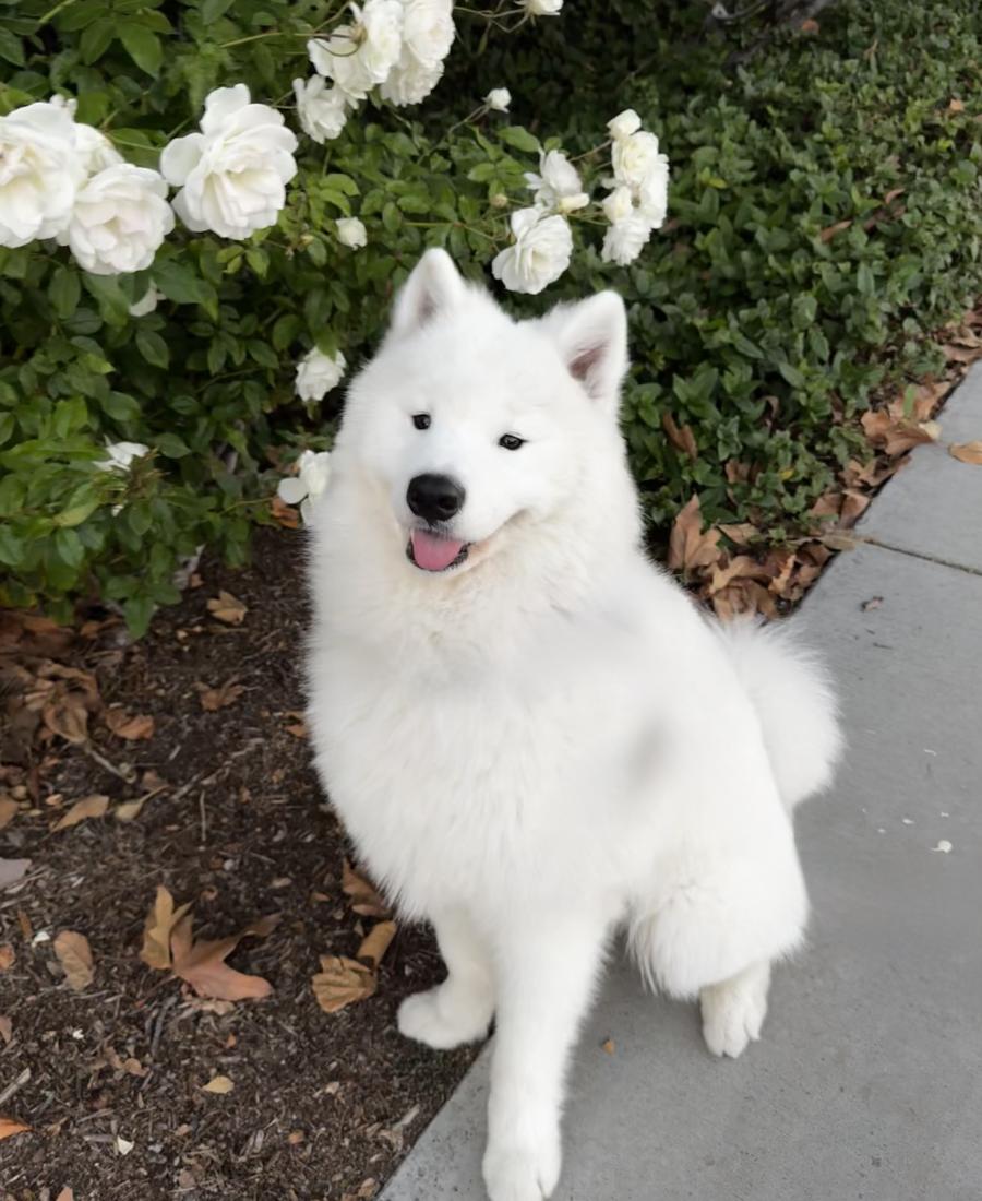 Appa