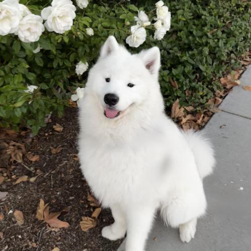 Appa