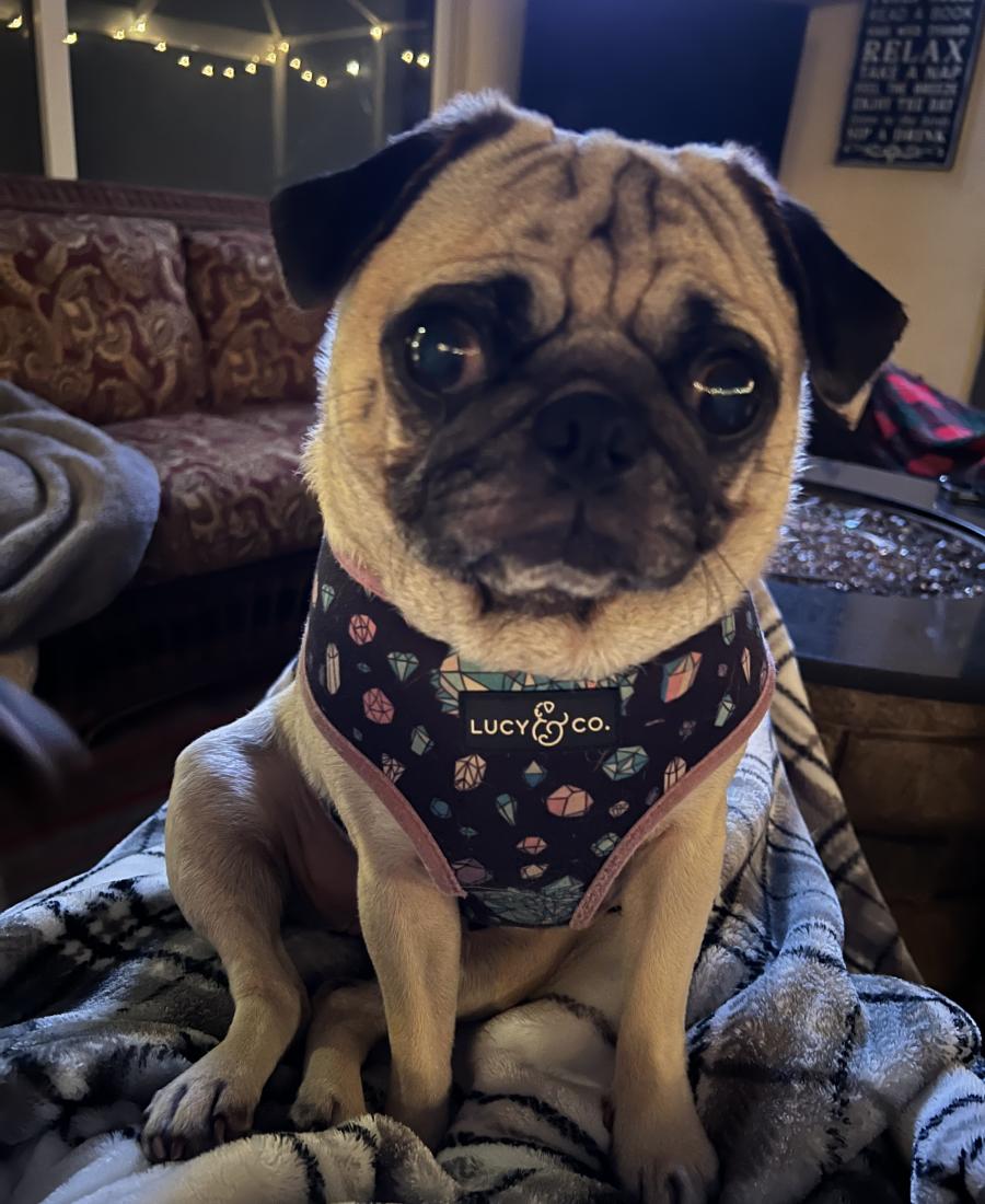 Hazel