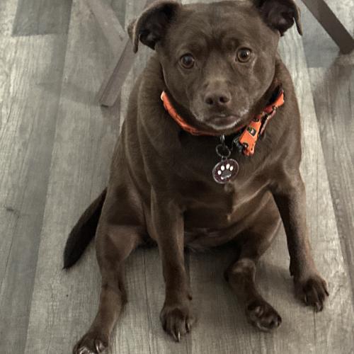 Ava