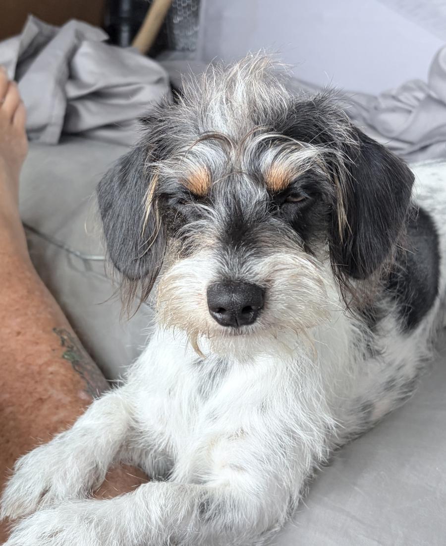 Dottie Dot