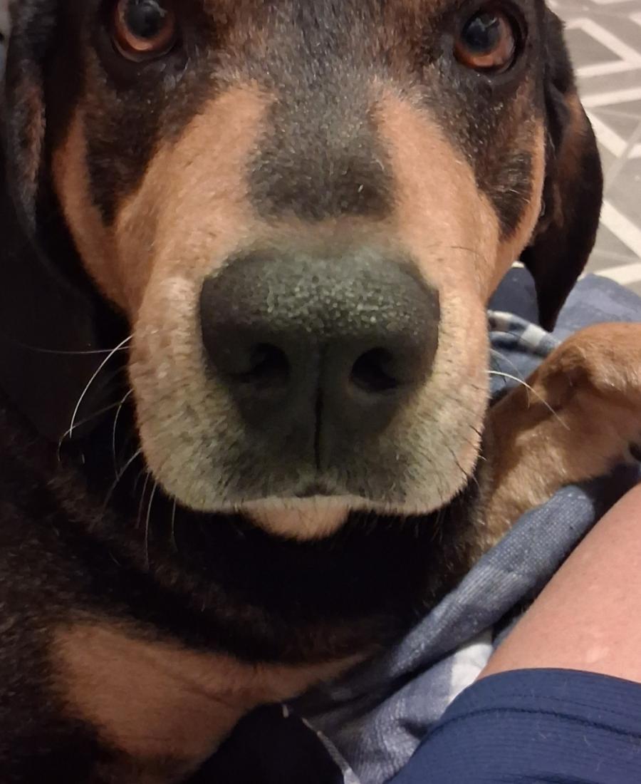 Bruno