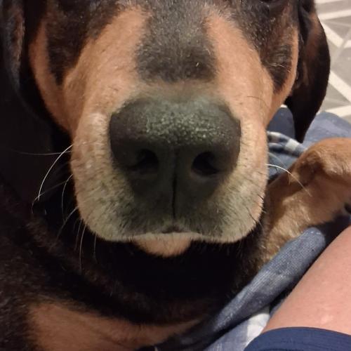 Bruno