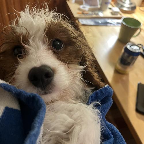 Benny