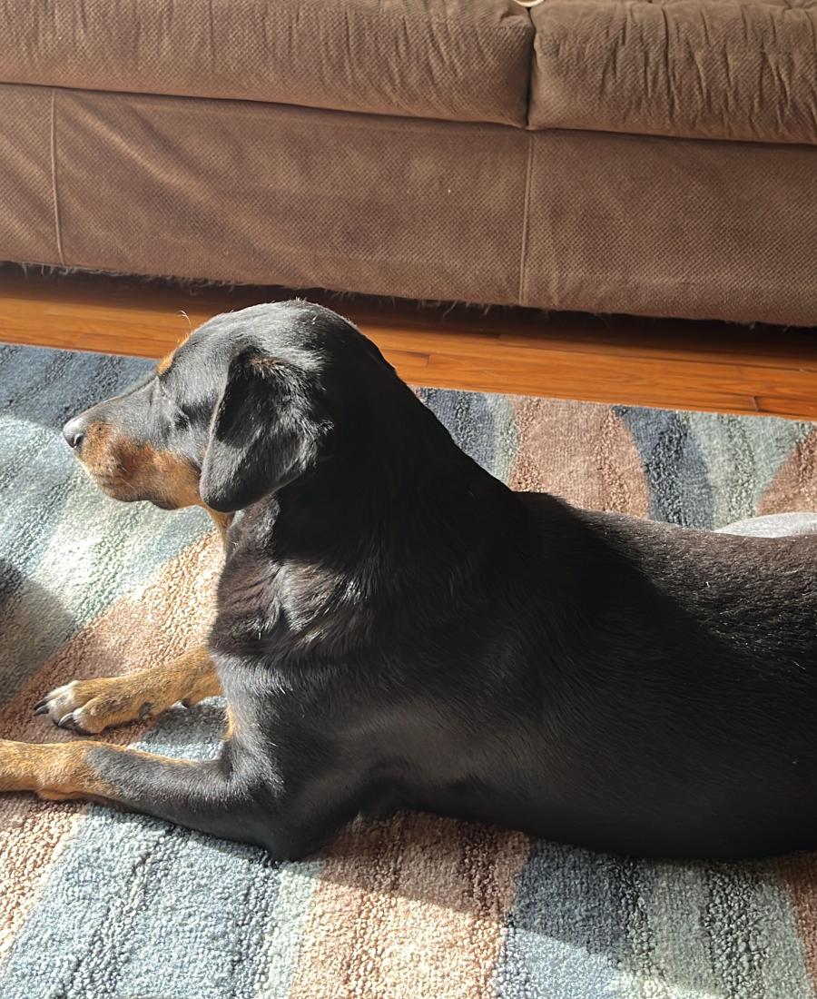 Biscuit