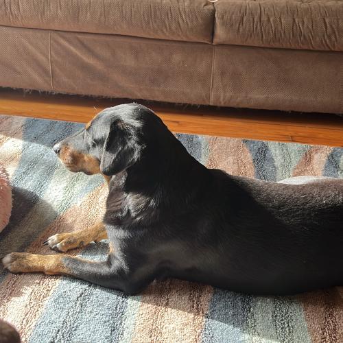 Biscuit
