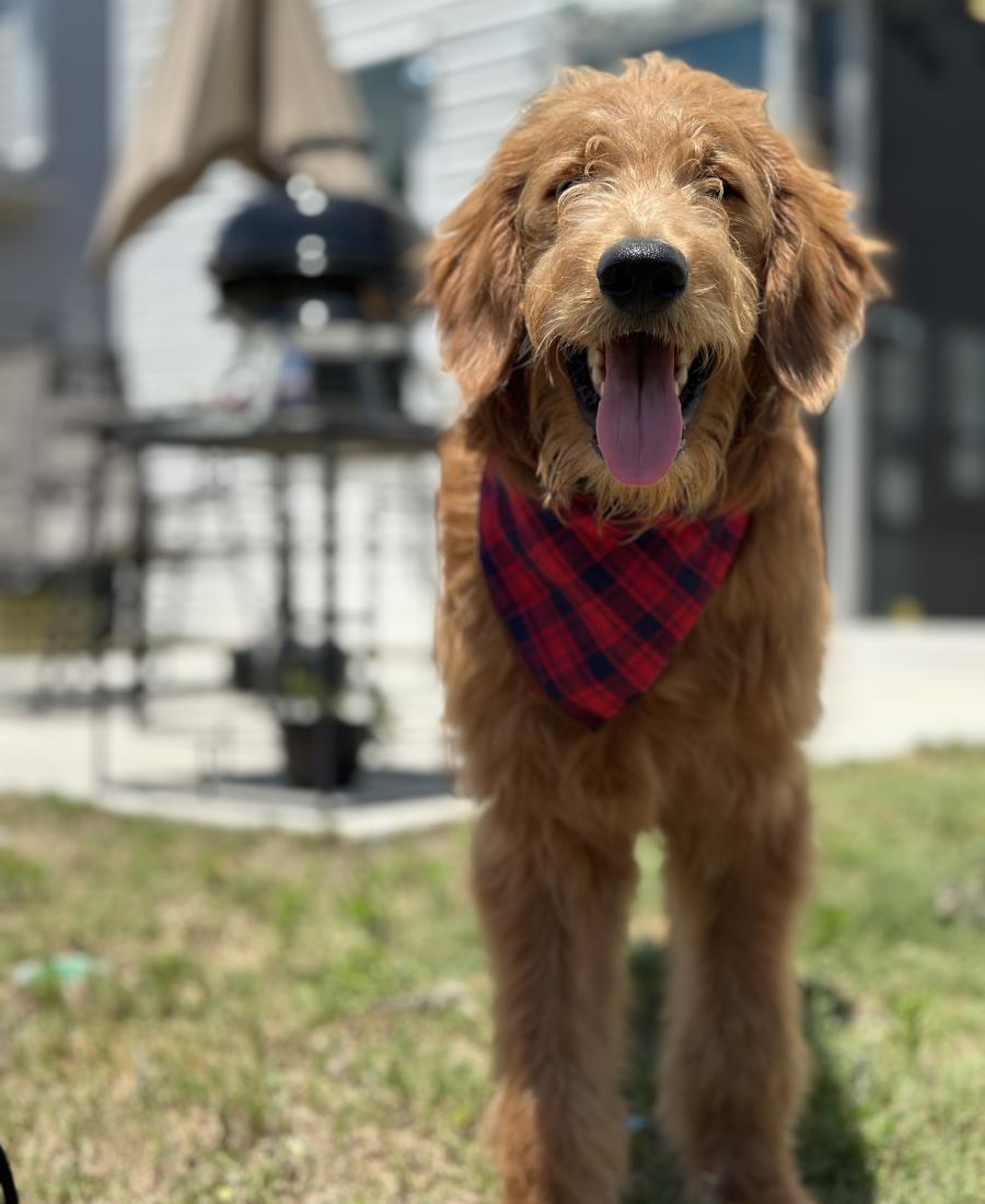 Mochi