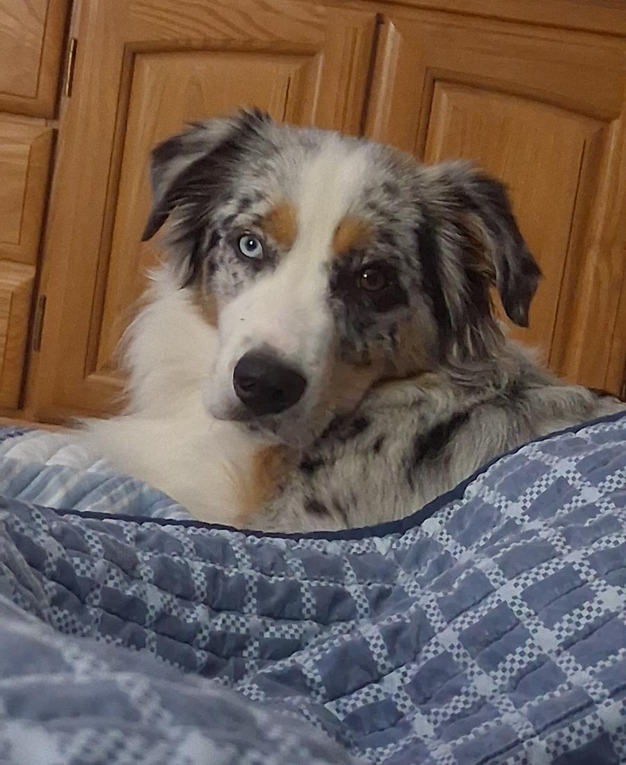 Ranger