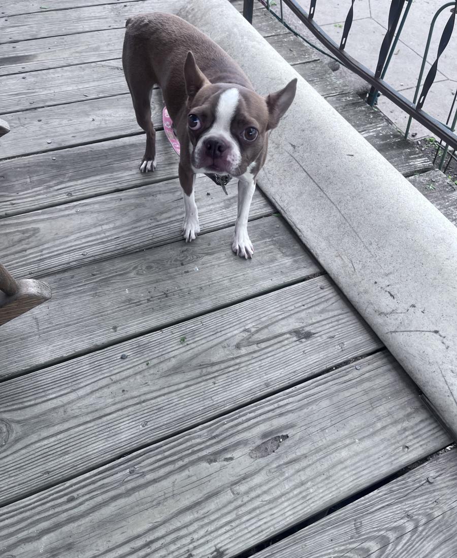 Fonzie
