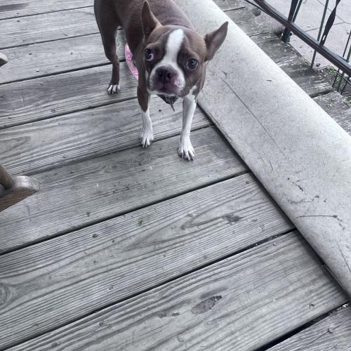 Fonzie