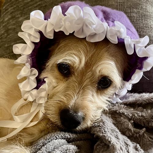 Trixie
