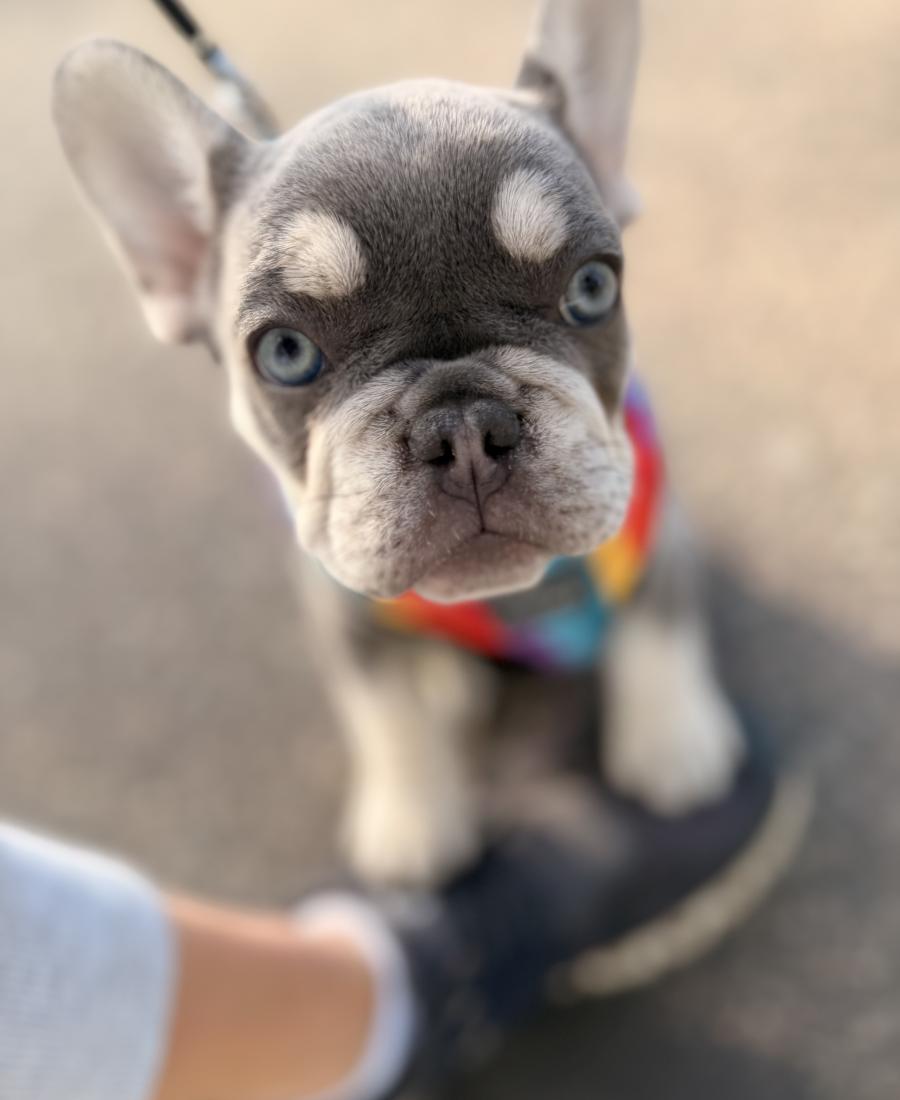 Hattie