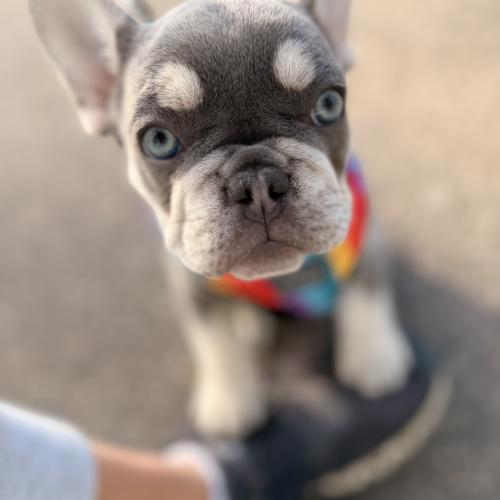 Hattie