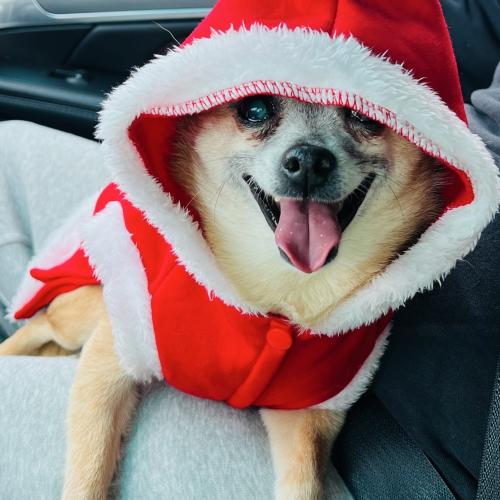 Chico Jo