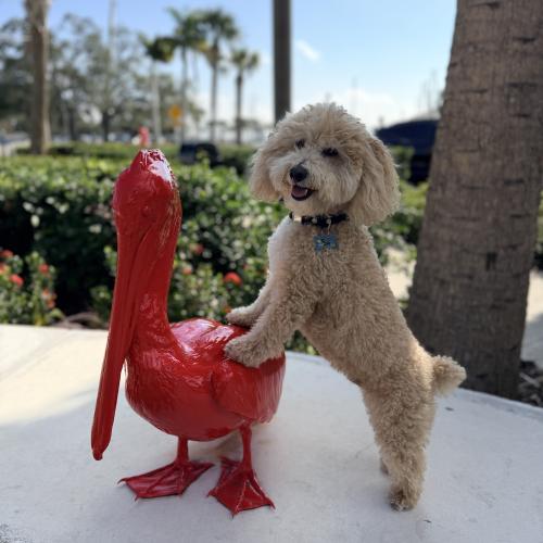Yoshi