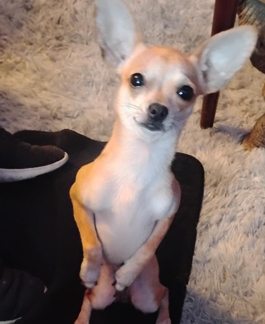 Maggie-May
