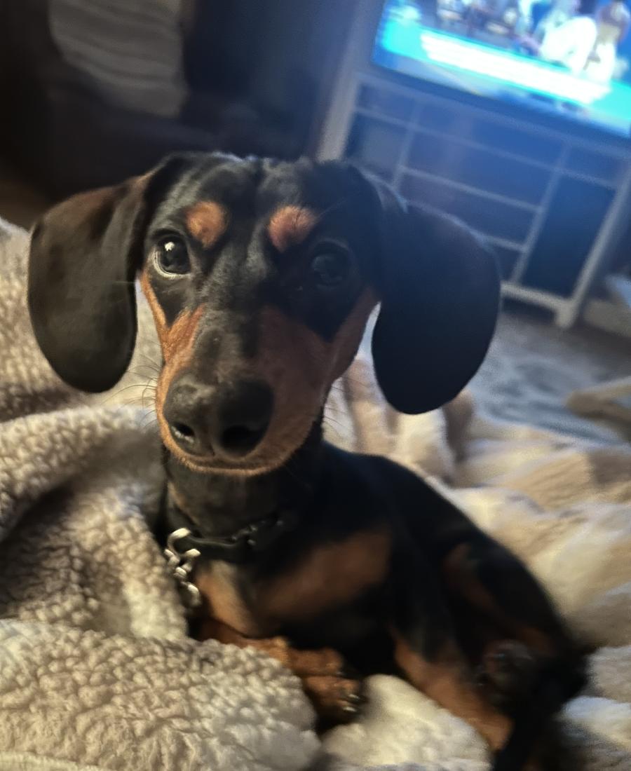 Jimmy Bean Murphy